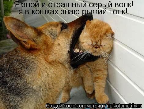 Котоматрица: Я злой и страшный серый волк! я в кошках знаю рыжий толк!