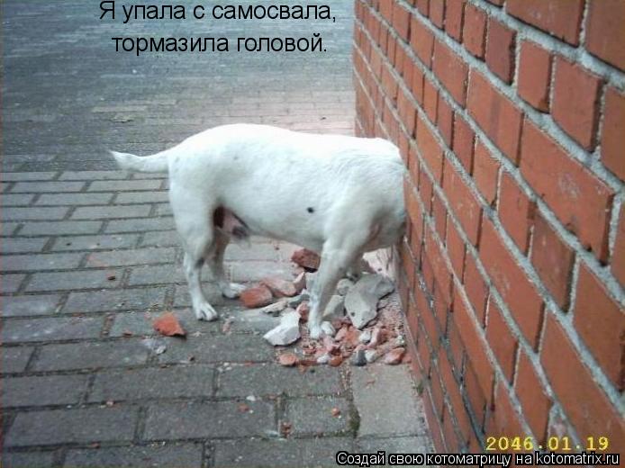 Я упала с самосвала, тормазила головой.... Котоматрица: Я упала с самосвала, тормазила головой.