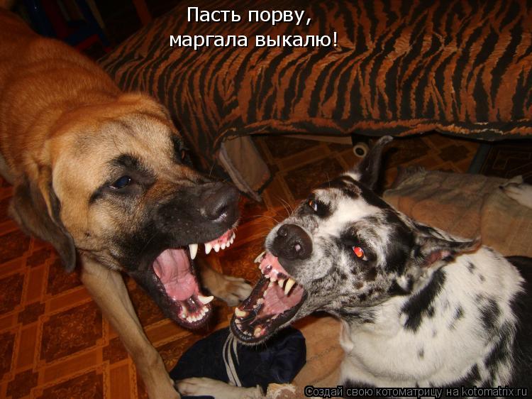 Пасть порву, маргала выкалю!... Котоматрица: Пасть порву, маргала выкалю!