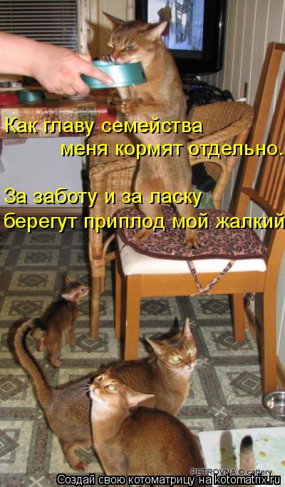 Как главу семейства меня кормят отдельно. За заботу и за ласку берегут приплод мой жалкий.... Котоматрица: Как главу семейства меня кормят отдельно. За заботу и за ласку берегут приплод мой жалкий.