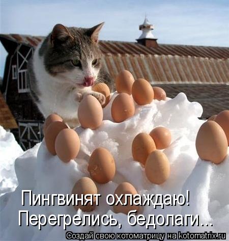 Пингвинят охлаждаю! Перегрелись, бедолаги...... Котоматрица: Пингвинят охлаждаю! Перегрелись, бедолаги...