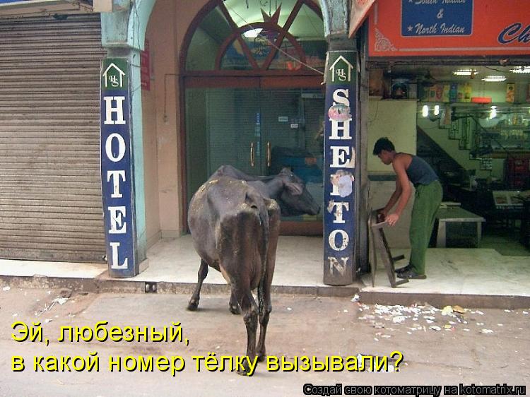 в какой номер тёлку вызывали? Эй, любезный,... Котоматрица: в какой номер тёлку вызывали? Эй, любезный,