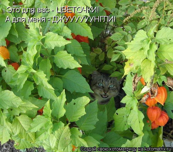 Это для вас - ЦВЕТОЧКИ! А для меня - ДЖУУУУУУНГЛИ!... Котоматрица: Это для вас - ЦВЕТОЧКИ! А для меня - ДЖУУУУУУНГЛИ!