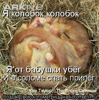 Я колобок,колобок Я от бабушки убёг И в соломе спать прилёг... Котоматрица: Я колобок,колобок Я от бабушки убёг И в соломе спать прилёг