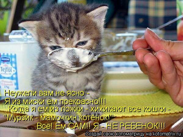 Неужели вам не ясно - Я из миски ем прекрасно!!! "Мурзик - мамочкин котёнок!" Всё! Ем САМ!! Я - НЕ Р... Котоматрица: Неужели вам не ясно - Я из миски ем прекрасно!!! "Мурзик - мамочкин котёнок!" Всё! Ем САМ!! Я - НЕ РЕБЕНОК!!! Когда я ем из ложки - хихикают все кошк