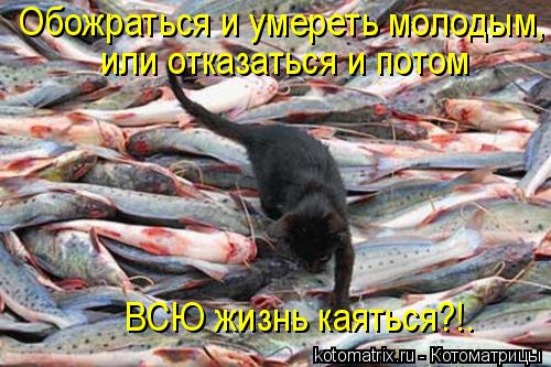 Обожраться и умереть молодым, или отказаться и потом ВСЮ жизнь каяться?!.... Котоматрица: Обожраться и умереть молодым, или отказаться и потом ВСЮ жизнь каяться?!.