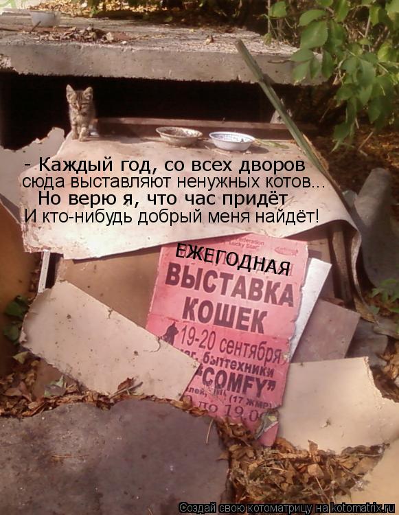 Котоматрица: ЕЖЕГОДНАЯ - Каждый год, со всех дворов сюда выставляют ненужных котов... Но верю я, что час придёт И кто-нибудь добрый меня найдёт!
