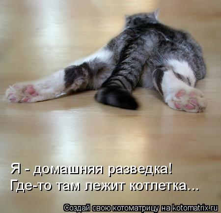Котоматрица: Я - домашняя разведка! Где-то там лежит котлетка...