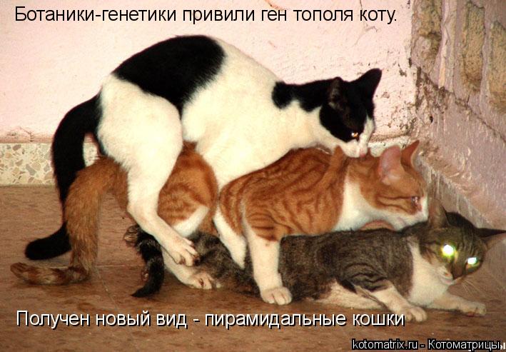 Ботаники-генетики привили ген тополя коту. Получен новый вид - пирамидальные кошки... Котоматрица: Ботаники-генетики привили ген тополя коту. Получен новый вид - пирамидальные кошки