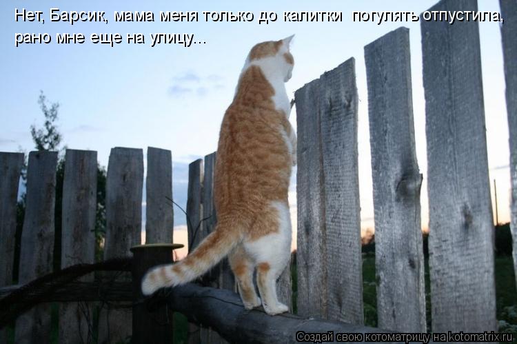 Нет, Барсик, мама меня только до калитки погулять отпустила, рано мне еще на улицу...... Котоматрица: Нет, Барсик, мама меня только до калитки погулять отпустила, рано мне еще на улицу...