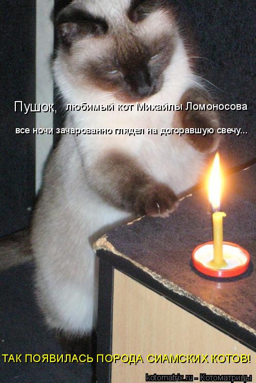 Котоматрица: Пушок, любимый кот Михайлы Ломоносова все ночи зачарованно глядел на догоравшую свечу... ТАК ПОЯВИЛАСЬ ПОРОДА СИАМСКИХ КОТОВ! :)