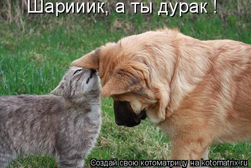 Шарииик, а ты дурак !... Котоматрица: Шарииик, а ты дурак !