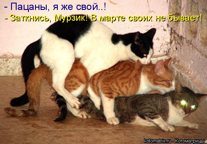 - Пацаны, я же свой..! - Заткнись, Мурзик! В марте своих не бывает!... Котоматрица: - Пацаны, я же свой..! - Заткнись, Мурзик! В марте своих не бывает!