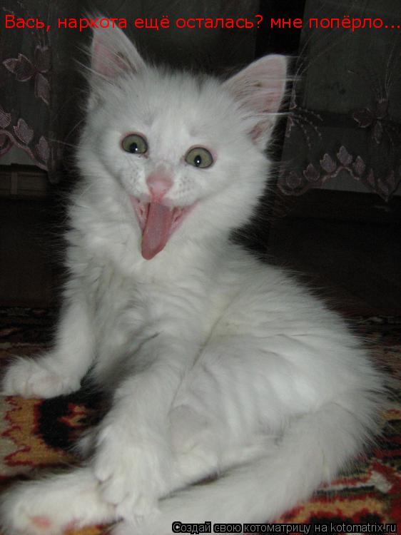 Вась, наркота ещё осталась? Вась, наркота ещё осталась? мне попёрло...... Котоматрица: Вась, наркота ещё осталась? Вась, наркота ещё осталась? мне попёрло...