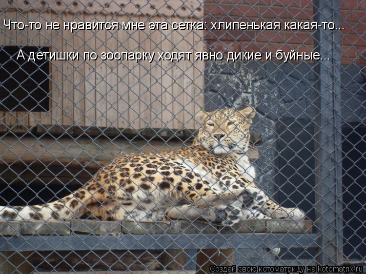 Котоматрица: Что-то не нравится мне эта сетка: хлипенькая какая-то... А детишки по зоопарку ходят явно дикие и буйные...