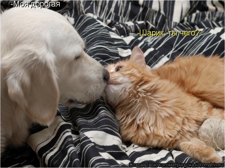 -Моя дорогая -Шарик, ты чего?... Котоматрица: -Моя дорогая -Шарик, ты чего?