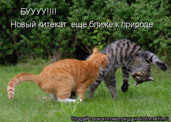 БУУУУ!!!! Новый китекат еще ближе к природе... Котоматрица: БУУУУ!!!! Новый китекат еще ближе к природе