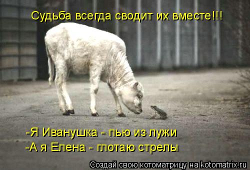 Судьба всегда сводит их вместе!!! -Я Иванушка - пью из лужи -А я Елена - глотаю стрелы... Котоматрица: Судьба всегда сводит их вместе!!! -Я Иванушка - пью из лужи -А я Елена - глотаю стрелы