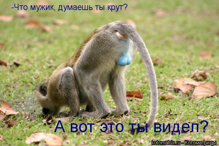 -Что мужик, думаешь ты крут? А вот это ты видел?... Котоматрица: -Что мужик, думаешь ты крут? А вот это ты видел?