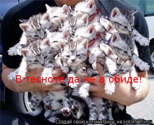 В тесноте да не в обиде!... Котоматрица: В тесноте да не в обиде!