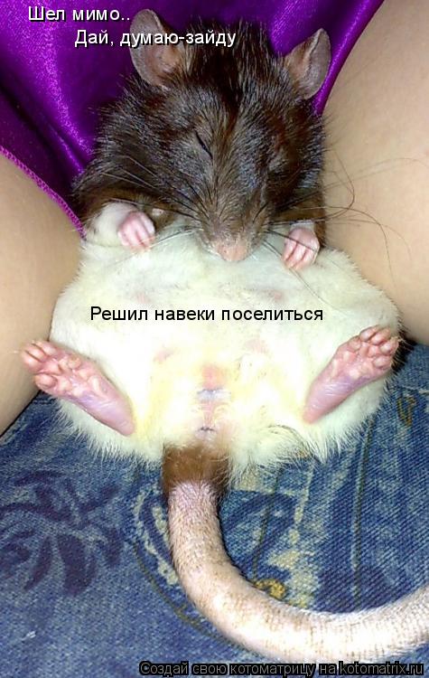 Шел мимо.. Дай, думаю-зайду Решил навеки поселиться... Котоматрица: Шел мимо.. Дай, думаю-зайду Решил навеки поселиться