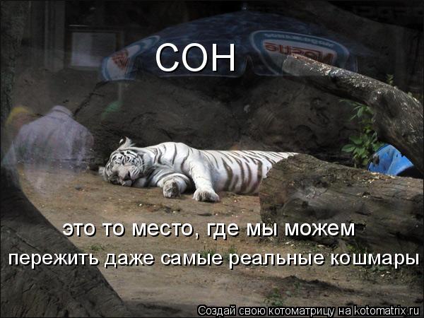 СОН это то место, где мы можем пережить даже самые реальные кошмары... Котоматрица: СОН это то место, где мы можем пережить даже самые реальные кошмары