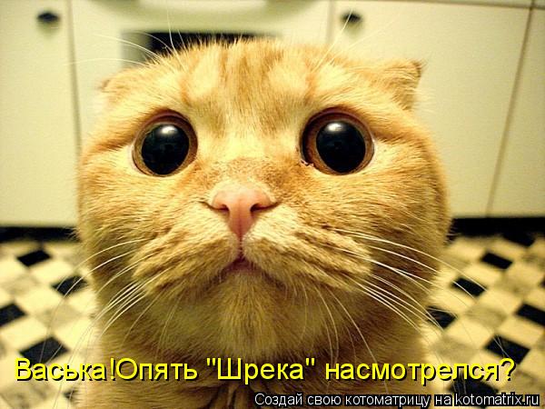 Васька!Опять "Шрека" насмотрелся?... Котоматрица: Васька!Опять "Шрека" насмотрелся?