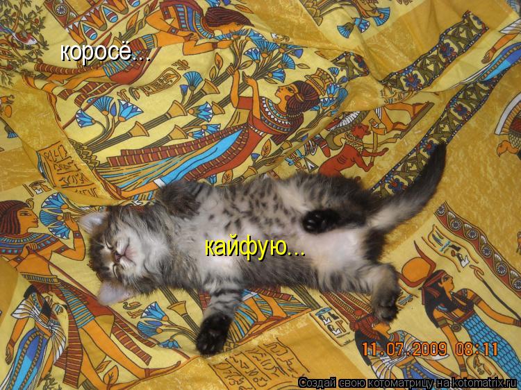 коросё... кайфую...... Котоматрица: коросё... кайфую...