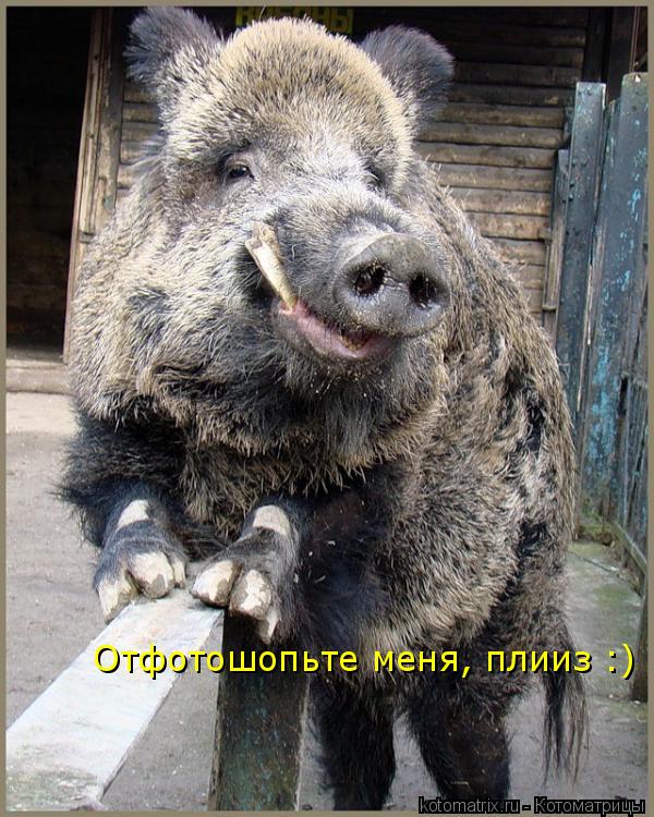 Отфотошопьте меня, плииз :)... Котоматрица: Отфотошопьте меня, плииз :)