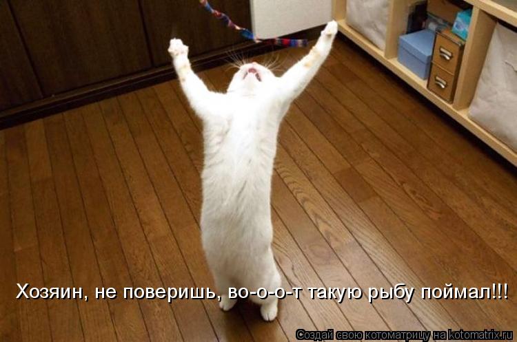 Хозяин, не поверишь, во-о-о-т такую рыбу поймал!!!... Котоматрица: Хозяин, не поверишь, во-о-о-т такую рыбу поймал!!!