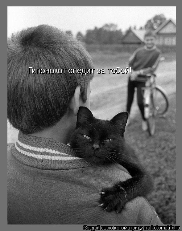 Гипонокот следит за тобой!... Котоматрица: Гипонокот следит за тобой!