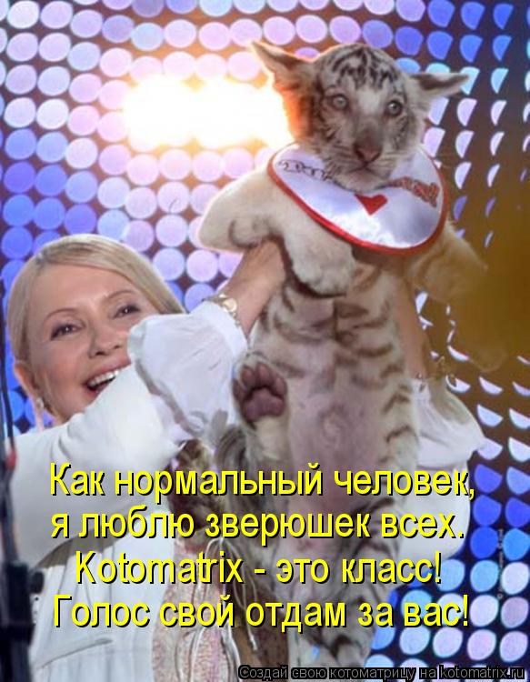 Как нормальный человек, я люблю зверюшек всех. Kotomatrix - это класс! Голос свой отдам за вас!... Котоматрица: Как нормальный человек, я люблю зверюшек всех. Kotomatrix - это класс! Голос свой отдам за вас!