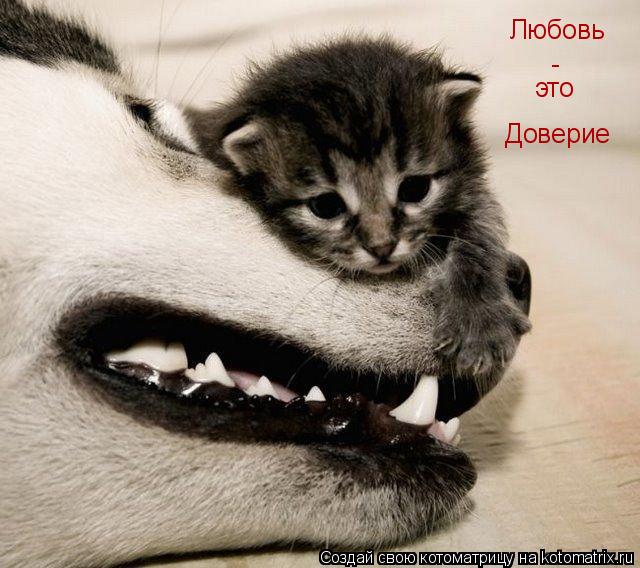 Котоматрица: Любовь - это Доверие
