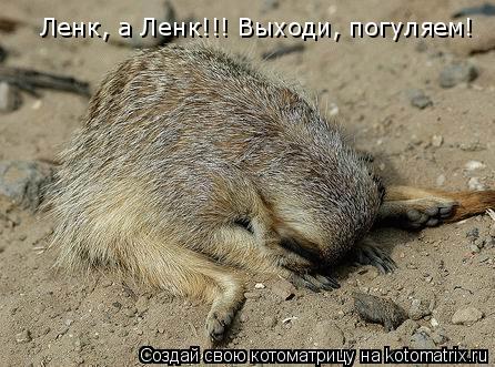 Котоматрица: Ленк, а Ленк!!! Выходи, погуляем!