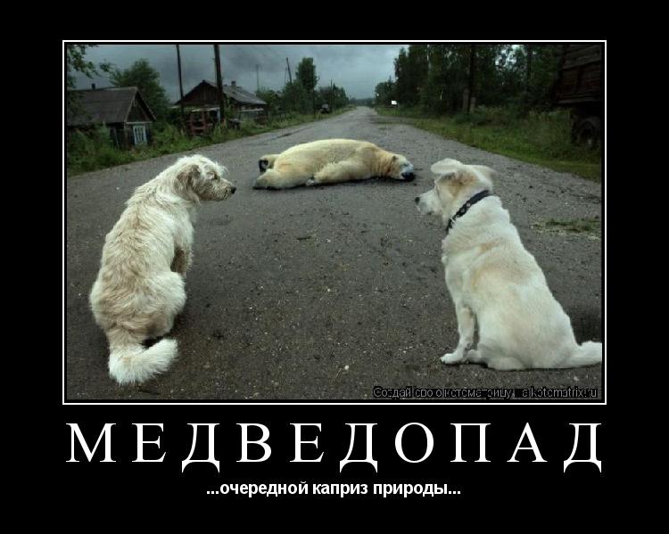 МЕДВЕДОПАД ...очередной каприз природы...... Котоматрица: МЕДВЕДОПАД ...очередной каприз природы...