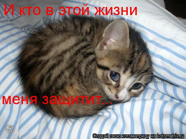 И кто в этой жизни меня защитит...... Котоматрица: И кто в этой жизни меня защитит...