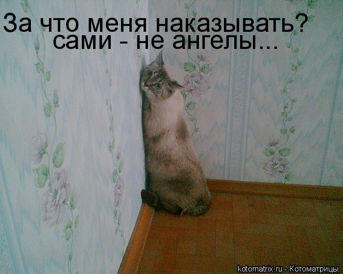 За что меня наказывать? сами - не ангелы...... Котоматрица: За что меня наказывать? сами - не ангелы...