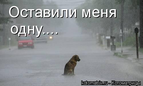 Оставили меня одну....... Котоматрица: Оставили меня одну....
