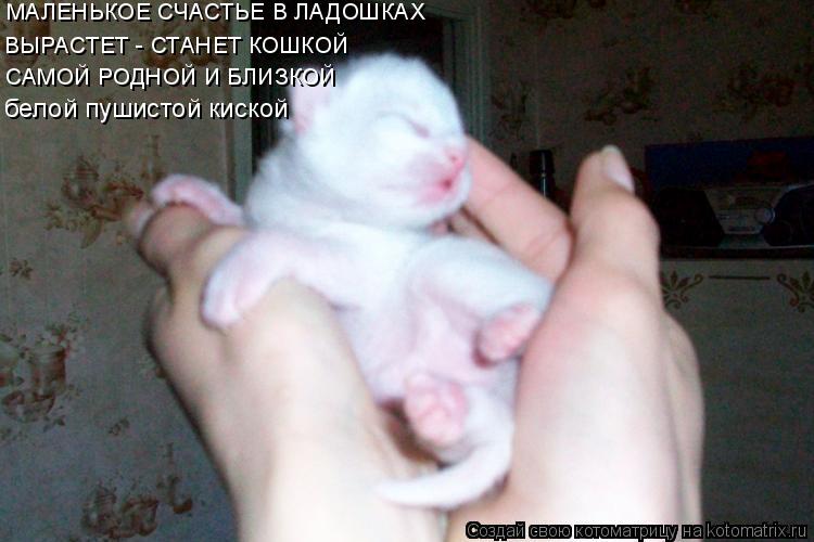 МАЛЕНЬКОЕ СЧАСТЬЕ В ЛАДОШКАХ ВЫРАСТЕТ - СТАНЕТ КОШКОЙ САМОЙ РОДНОЙ И БЛИЗКОЙ белой пушистой киской... Котоматрица: МАЛЕНЬКОЕ СЧАСТЬЕ В ЛАДОШКАХ ВЫРАСТЕТ - СТАНЕТ КОШКОЙ САМОЙ РОДНОЙ И БЛИЗКОЙ белой пушистой киской