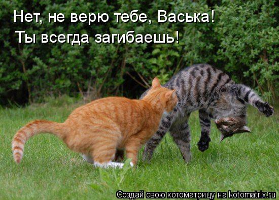 Нет, не верю тебе, Васька! Ты всегда загибаешь!... Котоматрица: Нет, не верю тебе, Васька! Ты всегда загибаешь!