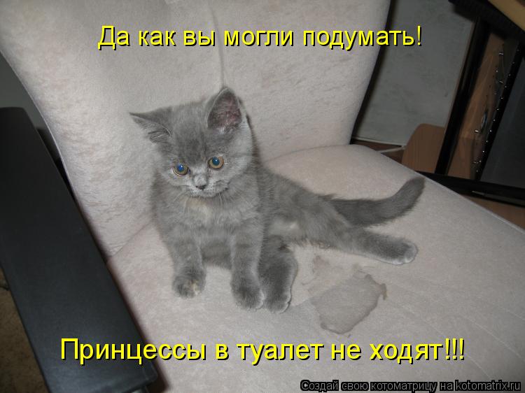 Да как вы могли подумать! Принцессы в туалет не ходят!!!... Котоматрица: Да как вы могли подумать! Принцессы в туалет не ходят!!!