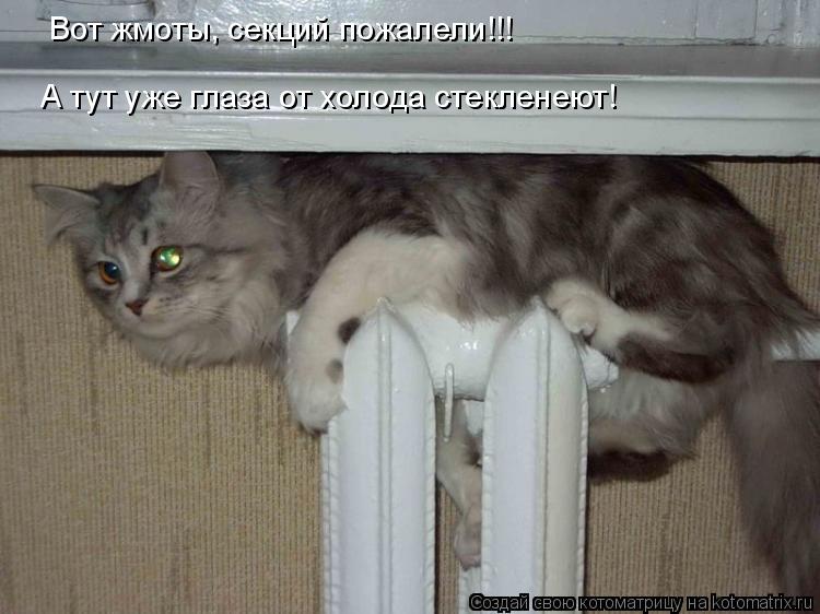 Вот жмоты, секций пожалели!!! А тут уже глаза от холода стекленеют!... Котоматрица: Вот жмоты, секций пожалели!!! А тут уже глаза от холода стекленеют!