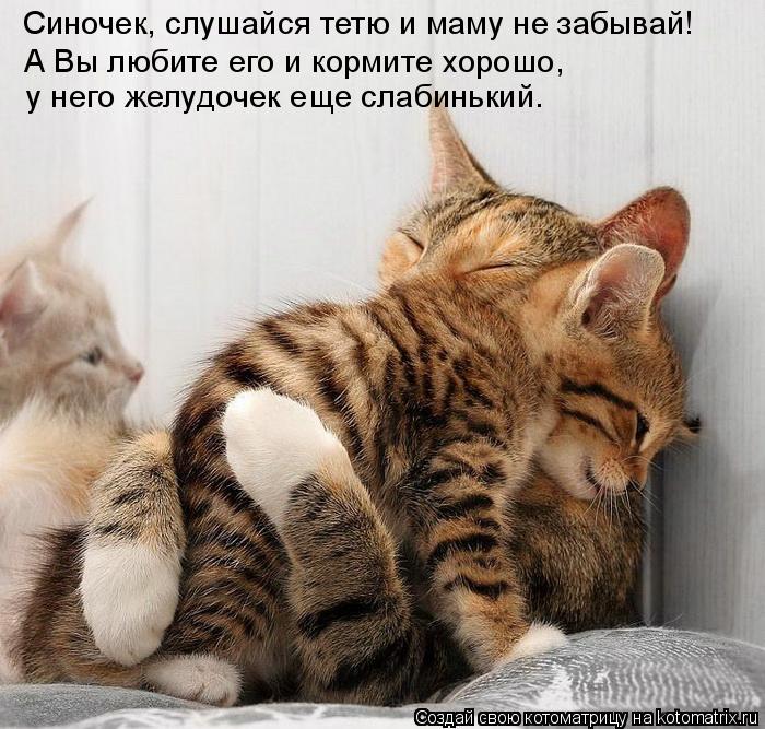 Синочек, слушайся тетю и маму не забывай! А Вы любите его и кормите хорошо, у него желудочек еще слаб... Котоматрица: Синочек, слушайся тетю и маму не забывай! А Вы любите его и кормите хорошо, у него желудочек еще слабинький.