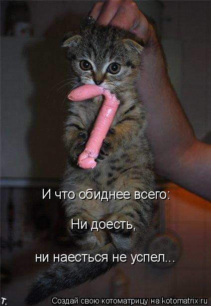 Котоматрица: И что обиднее всего: Ни доесть,  ни наесться не успел...