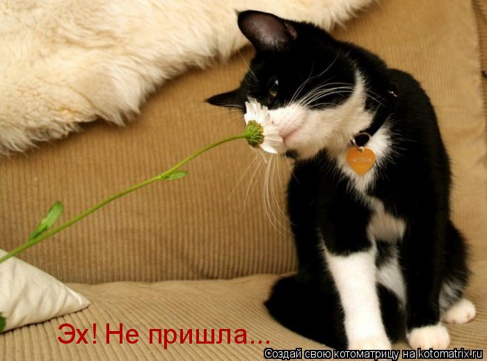 Эх! Не пришла...... Котоматрица: Эх! Не пришла...