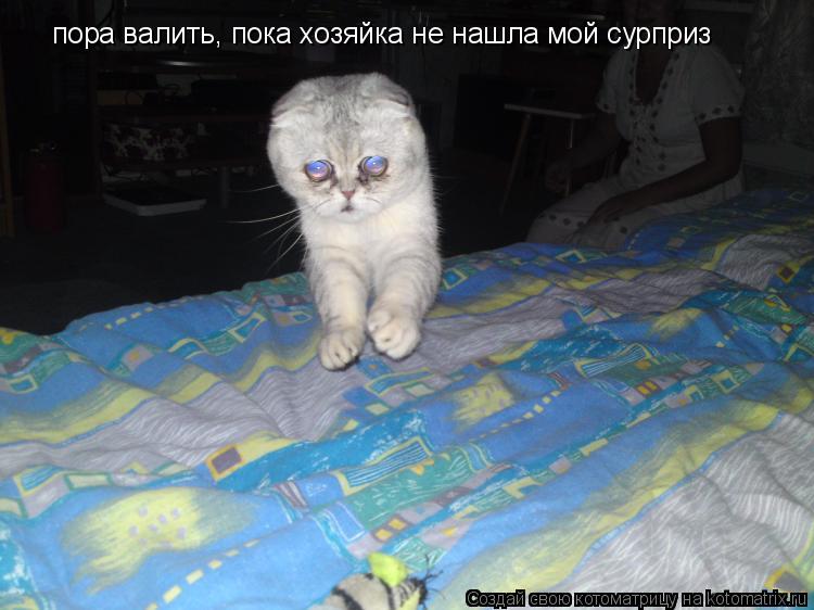 пора валить, пока хозяйка не нашла мой сурприз... Котоматрица: пора валить, пока хозяйка не нашла мой сурприз