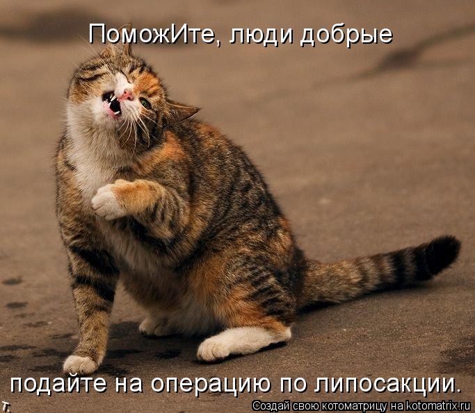 ПоможИте, люди добрые подайте на операцию по липосакции.... Котоматрица: ПоможИте, люди добрые подайте на операцию по липосакции.