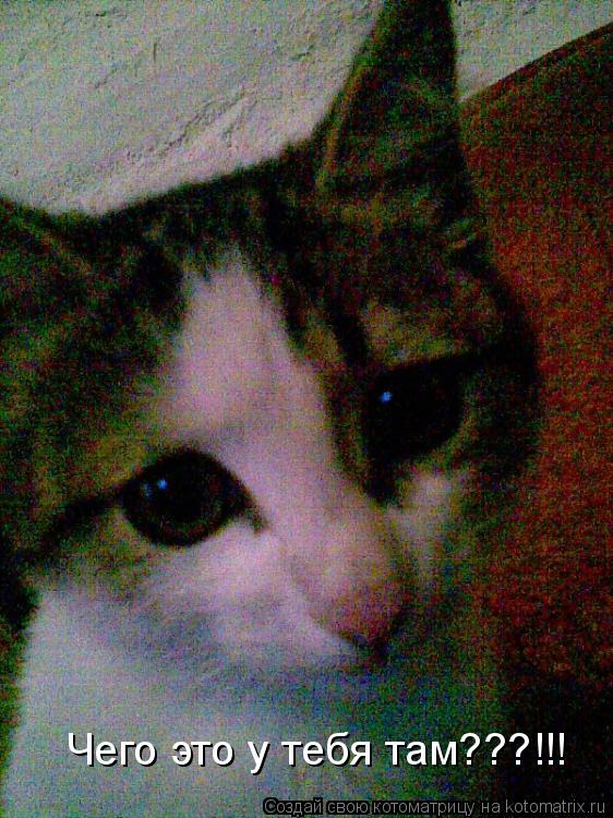 Чего это у тебя там???!!!... Котоматрица: Чего это у тебя там???!!!