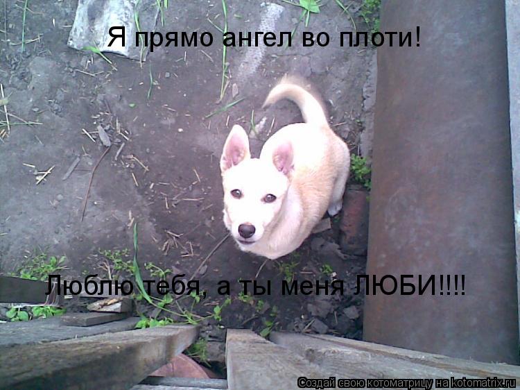 Я прямо ангел во плоти! Люблю тебя, а ты меня ЛЮБИ!!!!... Котоматрица: Я прямо ангел во плоти! Люблю тебя, а ты меня ЛЮБИ!!!!