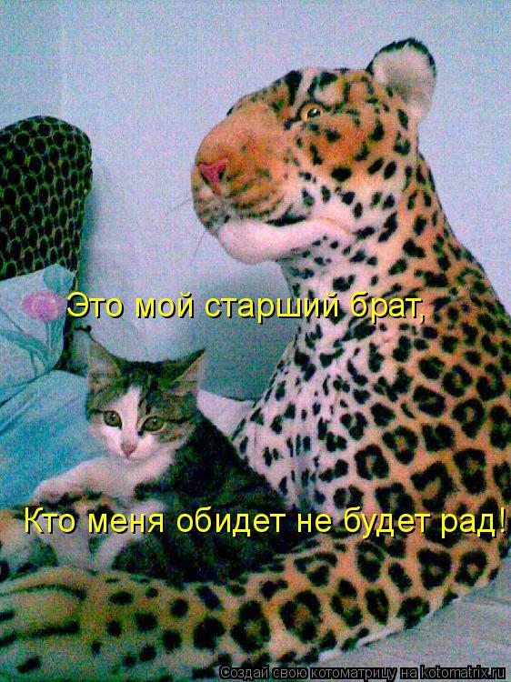 Это мой старший брат, Кто меня обидет не будет рад!... Котоматрица: Это мой старший брат, Кто меня обидет не будет рад!